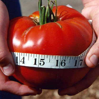 GIANT DELICIOUS TOMATO / UP TO 2KG (20 SEEDS A PACK)