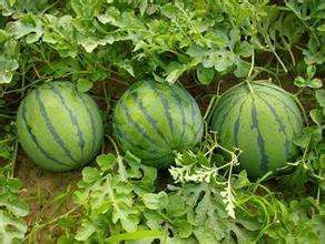 🍉🍉Rotfleischige, dünnhäutige, süße Wassermelone