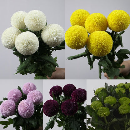 Bunte Tischtennischrysanthemensamen