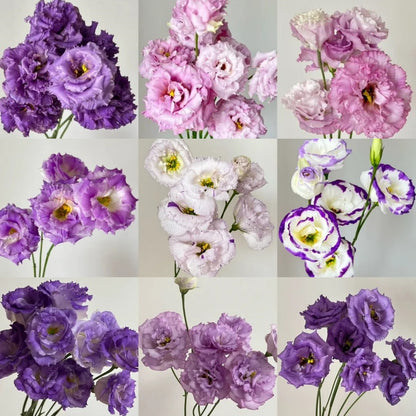 🌼LETZTER TAG DES VERKAUFS - 50 % RABATT - Bezaubernder Duft! 🌈 Gemischte Lisianthus-Samen-Gruppe.