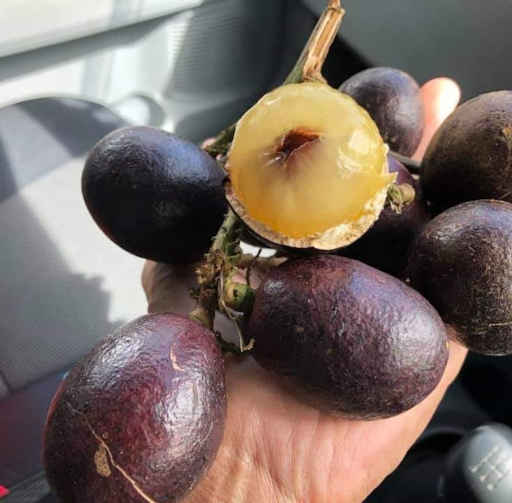 🤩🤩lecker und saftig-Brasilianische Longan