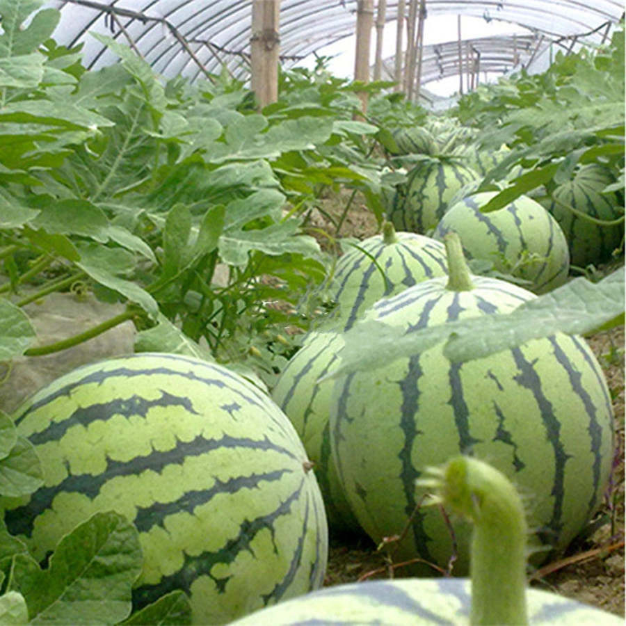 🍉🍉Rotfleischige, dünnhäutige, süße Wassermelone