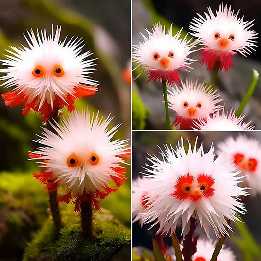 🌈Ganzjährig blühend!💗Red Collared Sea Urchin Flower