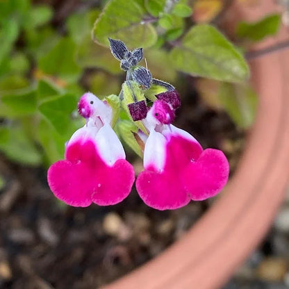 💕Neujahrs-Sonderangebot 🎁Salvia microphylla 'Hot Lips'