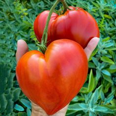 Rote Kuhherz-Tomate