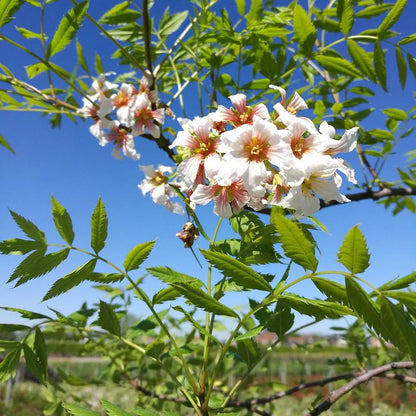 🎉Bis zu 50% Rabatt - Xanthoceras sorbifolium Samen 🌸