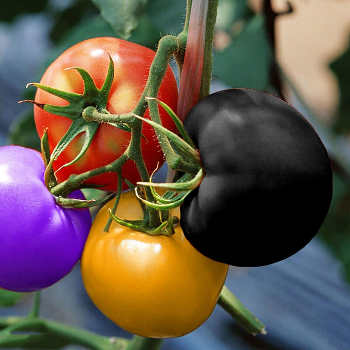 🍅🍅Regenbogentomate Gemüsesaatgut