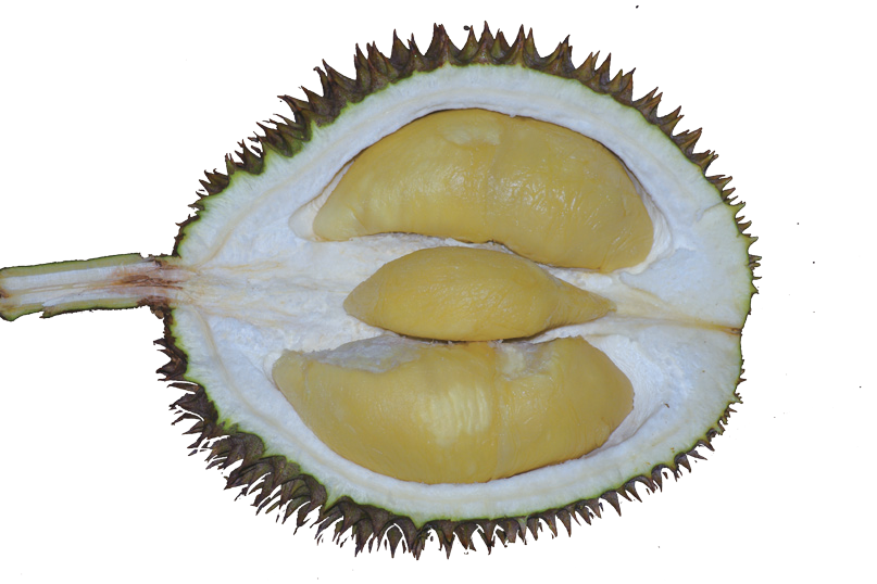 😋DURIAN-FRUCHTPFLANZENSAMEN😋