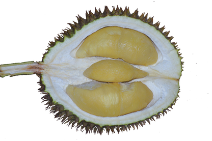 😋DURIAN-FRUCHTPFLANZENSAMEN😋