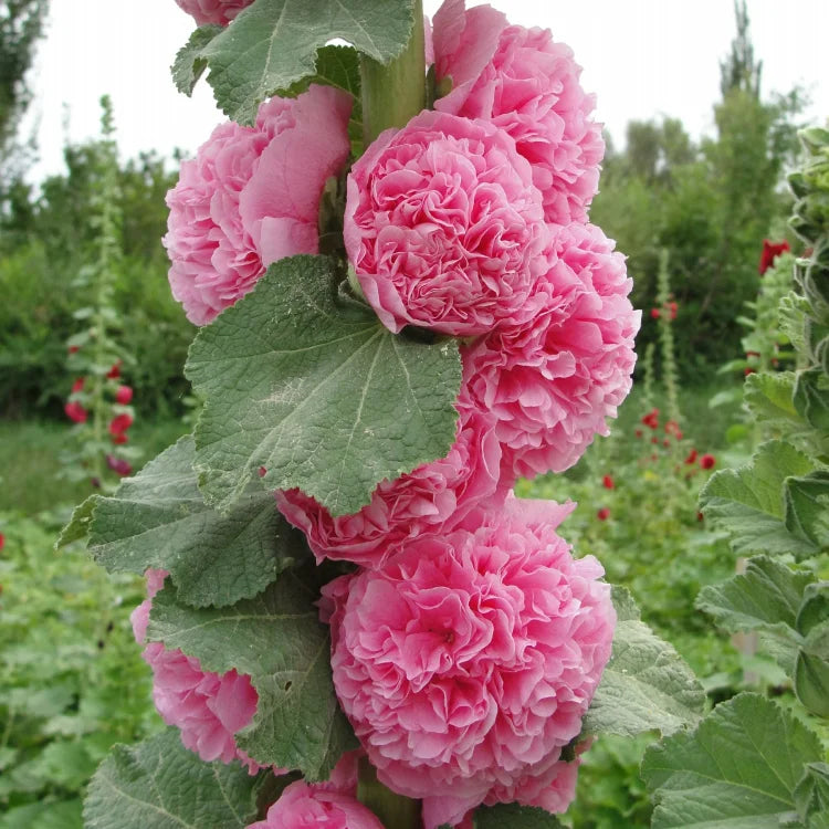 🔥Heißer Verkauf🔥Bunte Doppelte Hollyhock-Samen