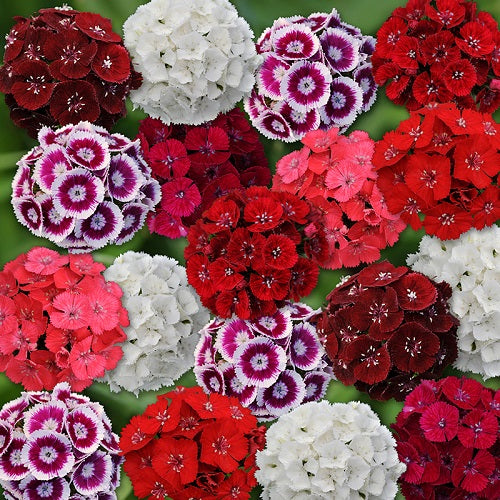 🌈 Das ganze Jahr über blüht es!-Dianthus Barbatus Blume Saatgut