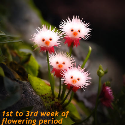 🌈Ganzjährig blühend!💗Red Collared Sea Urchin Flower