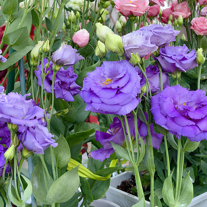 Bezaubernder Duft! 🌈 Gemischte Lisianthus-Samengruppe