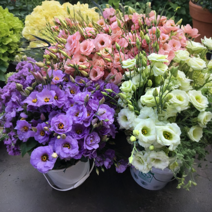 🌼LETZTER TAG DES VERKAUFS - 50 % RABATT - Bezaubernder Duft! 🌈 Gemischte Lisianthus-Samen-Gruppe.