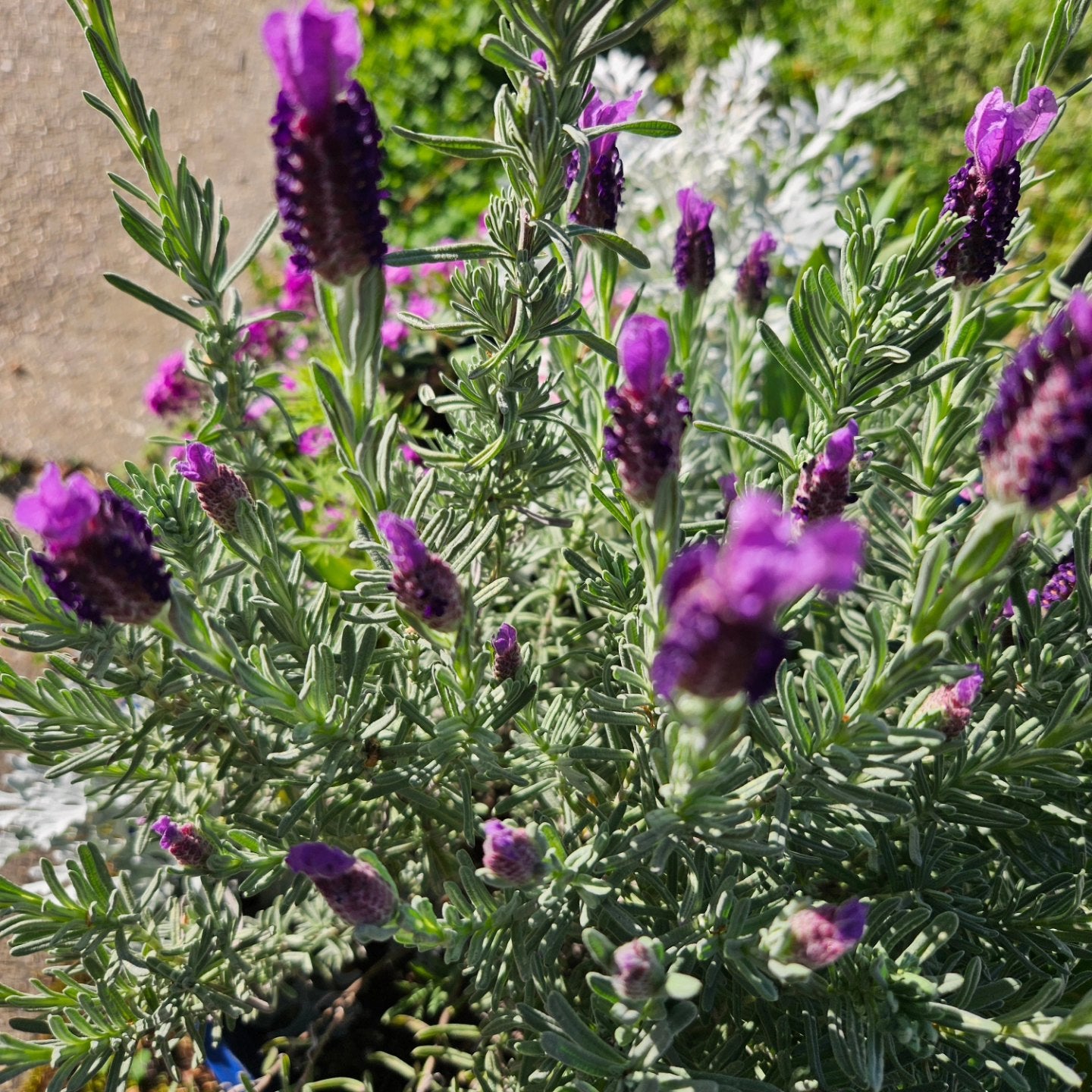 Lavendel Silver Boise Purple