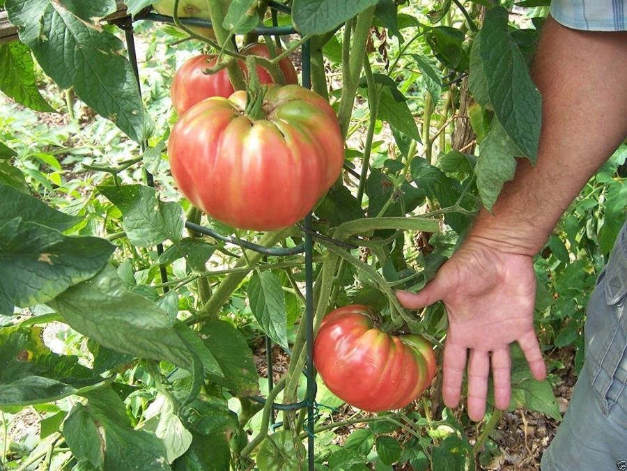 GIANT DELICIOUS TOMATO / UP TO 2KG (20 SEEDS A PACK)