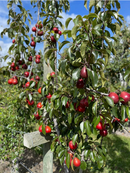 💥PIQA BOO PEARS-NAMENS-EISCREME UNTER FRÜCHTEN🥰