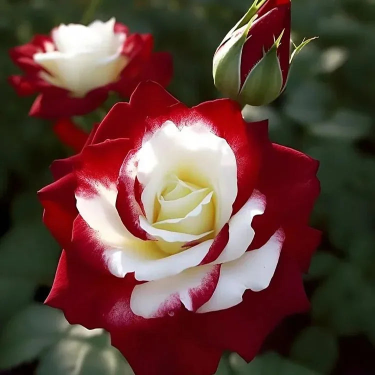 🌹 Seltene Zwillings-Rot-Weiße Rosenblumensamen