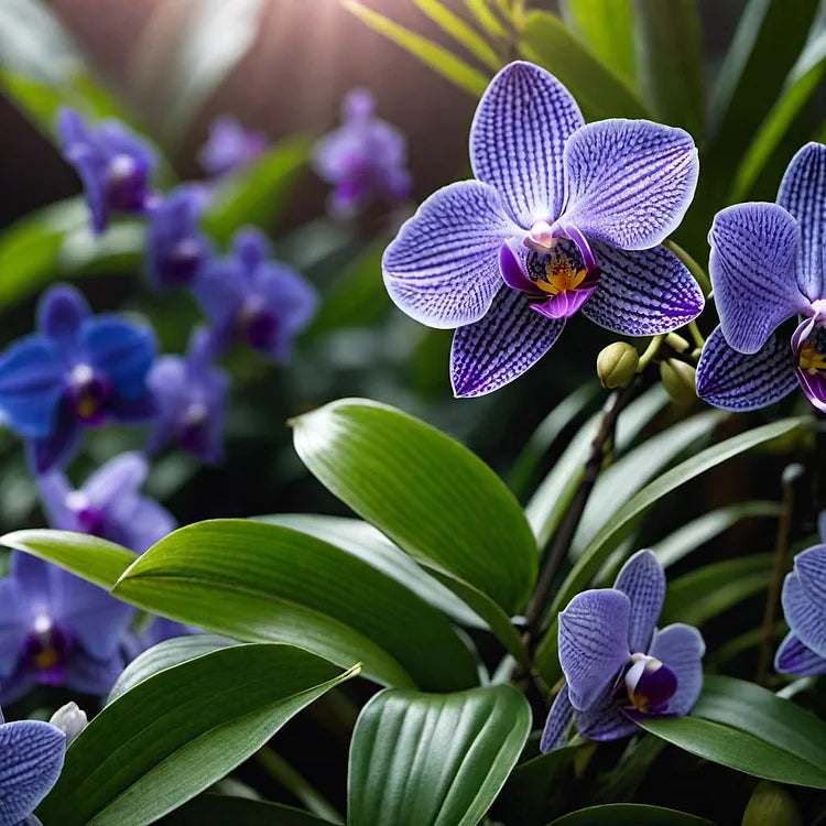 🔥 2024 Neuheiten🔥Vanda-Orchideen-Samen - Königliche Purpurmajestät