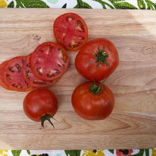 🍅🍅GARTENSCHATZ-TOMATEN