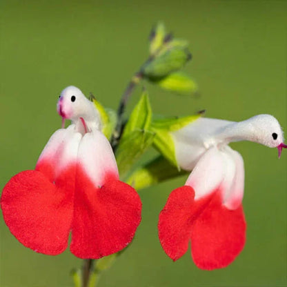 💕Neujahrs-Sonderangebot 🎁Salvia microphylla 'Hot Lips'