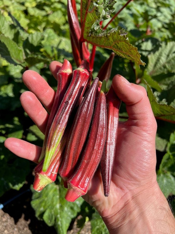 🥦🥦Bio-Rote Okra