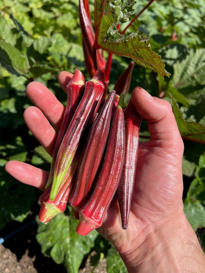 🥦🥦Bio-Rote Okra