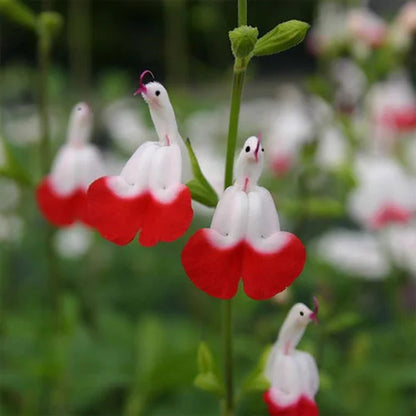 💕Neujahrs-Sonderangebot 🎁Salvia microphylla 'Hot Lips'