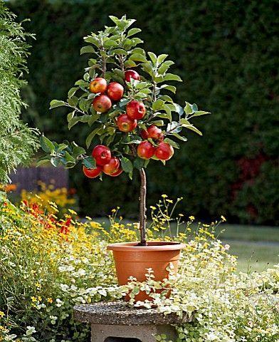 🍎🍎SCARLET SENTINEL COLUMNAR APFELBAUMSAMEN