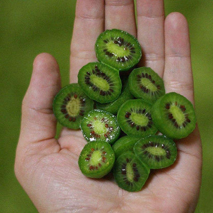 Mini Kiwi Beeren Samen - Jetzt erhältlich! 🥝🌱