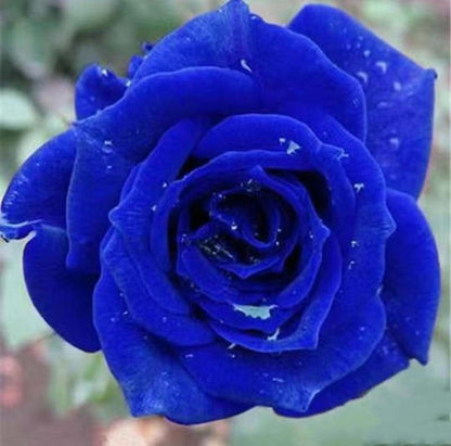 💙🌹 Blaue Zauberin Rose Samen: Verwirklichen Sie Ihren Gartenzauber! 🌱💫