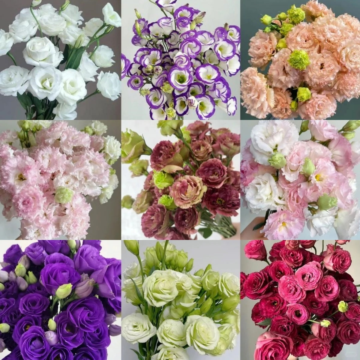 🌼LETZTER TAG DES VERKAUFS - 50 % RABATT - Bezaubernder Duft! 🌈 Gemischte Lisianthus-Samen-Gruppe.