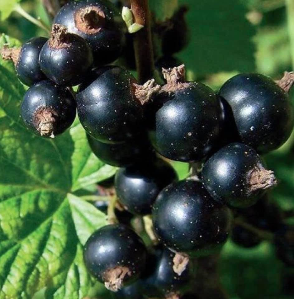 💥SCHWARZE JOHANNISBEERE (RIBES NIGRUM)🎉