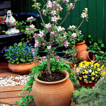 🍎🍎SCARLET SENTINEL COLUMNAR APFELBAUMSAMEN