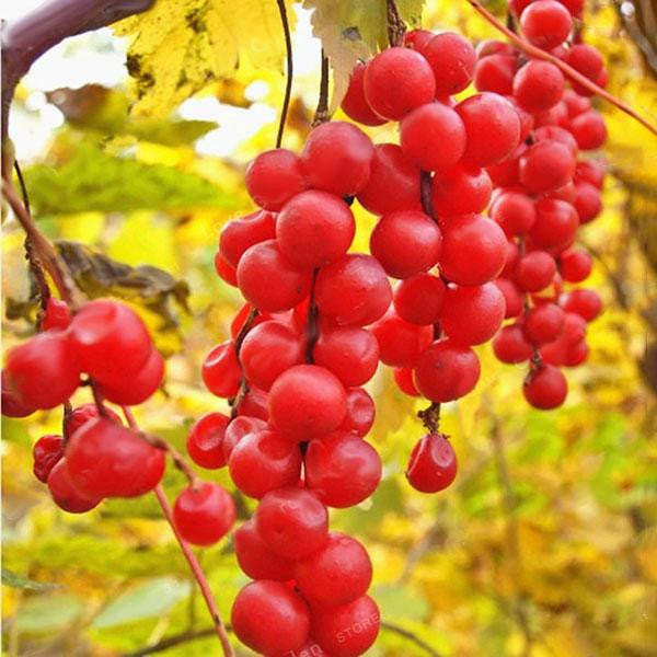 🍒Schisandra-Samen - Jetzt erhältlich! Frische Ernte für Ihren Garten! 🌿