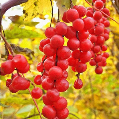 🍒Schisandra-Samen - Jetzt erhältlich! Frische Ernte für Ihren Garten! 🌿