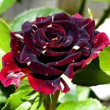 Schwarze Rose Blumensamen