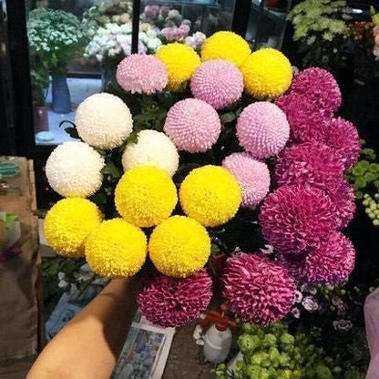 Bunte Tischtennischrysanthemensamen