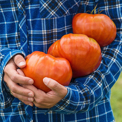 GIANT DELICIOUS TOMATO / UP TO 2KG (20 SEEDS A PACK)