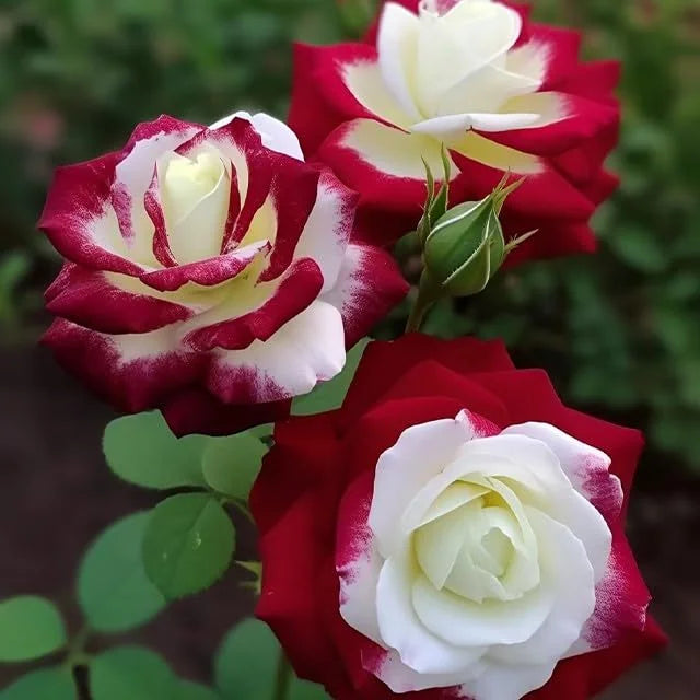 🌹 Seltene Zwillings-Rot-Weiße Rosenblumensamen