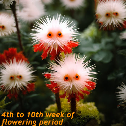 🌈Ganzjährig blühend!💗Red Collared Sea Urchin Flower