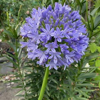 🔥Heißer Verkauf🎁Agapanthus africanus