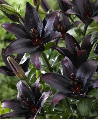 🔥🔥🔥Schwarze Lilienblüten