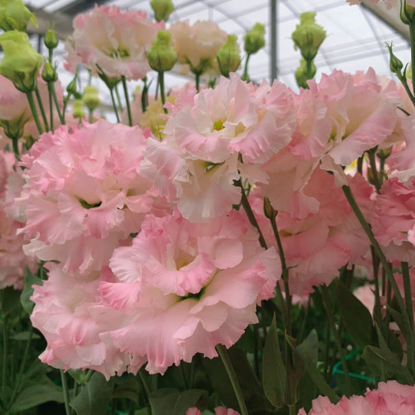 Bezaubernder Duft! 🌈 Gemischte Lisianthus-Samengruppe