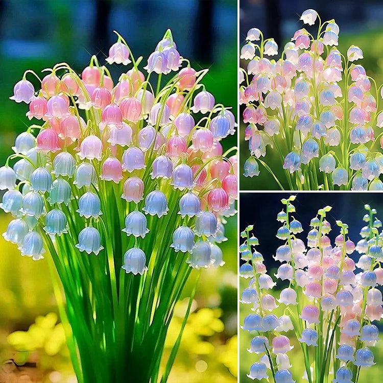 🔥 2024 Neuheiten 🔥 Bunte Maiglöckchen (Convallaria majalis) Samen 🌷