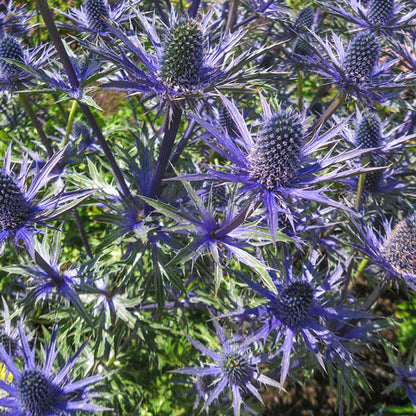 Stachelige Petersilie Blue Cap