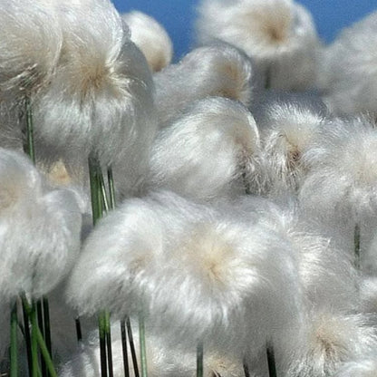 🔥Baumwollgras/Eriophorum russeolum Saatgut