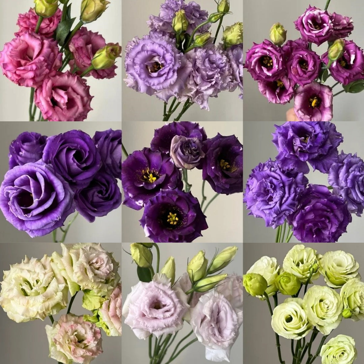 🌼LETZTER TAG DES VERKAUFS - 50 % RABATT - Bezaubernder Duft! 🌈 Gemischte Lisianthus-Samen-Gruppe.