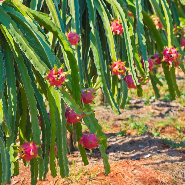 🎊ROTE PITAYA-FRUCHTSAMEN🎊