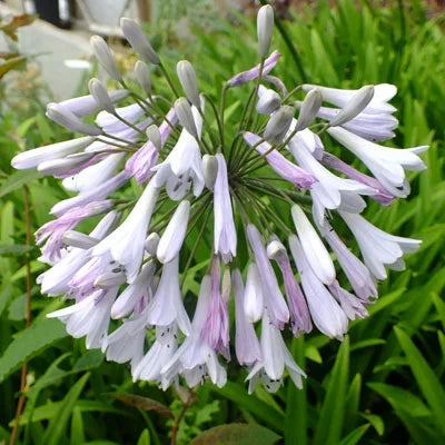 🔥Heißer Verkauf🎁Agapanthus africanus